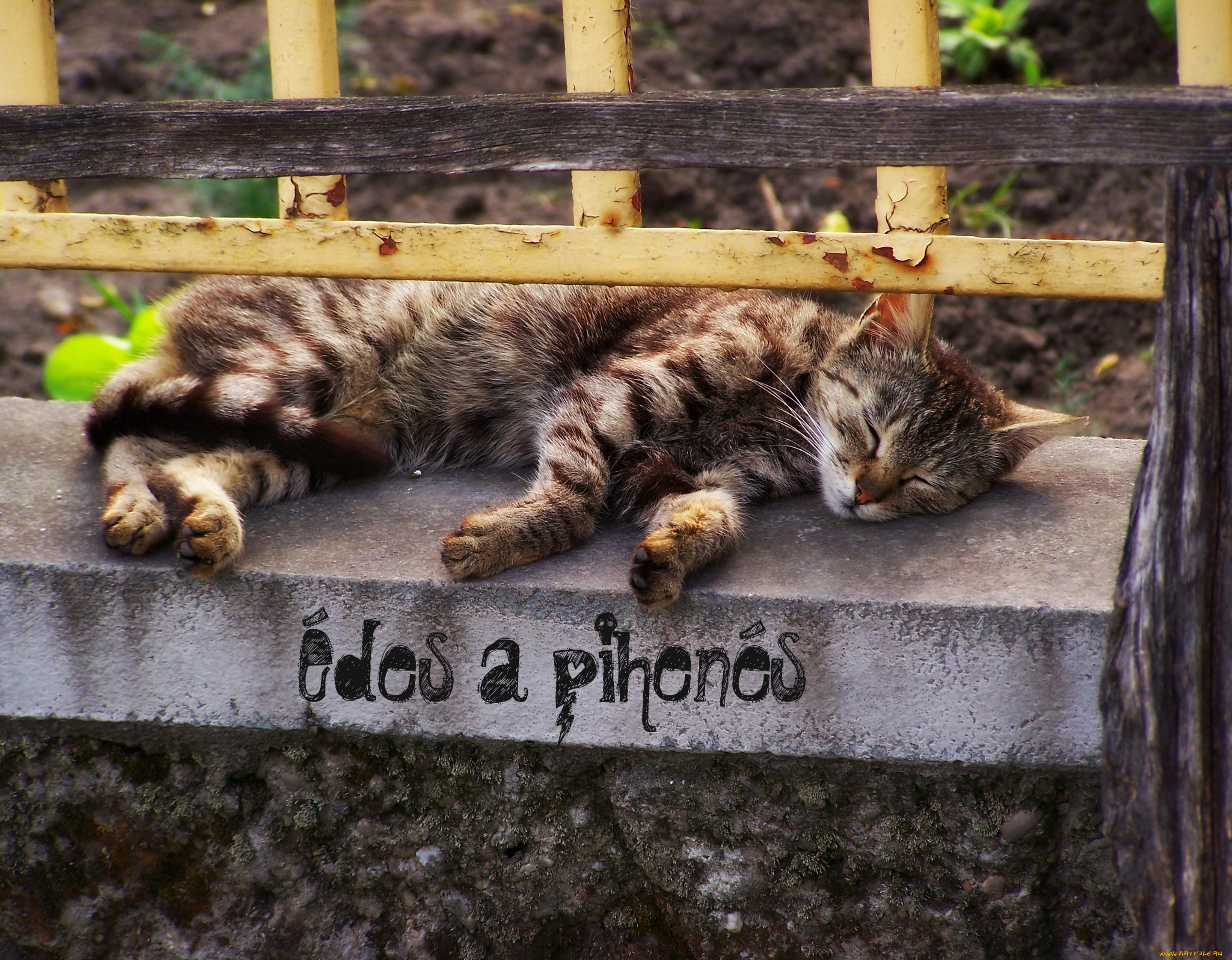 , , cat